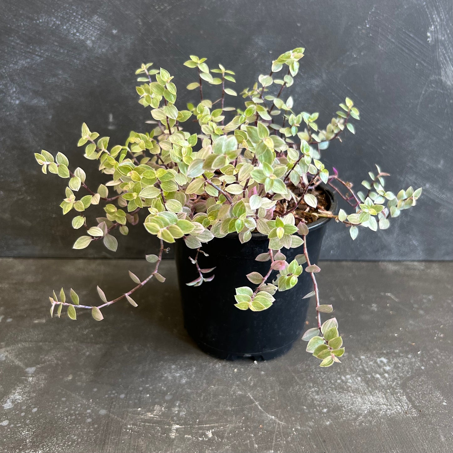 Callisia Repens Pink Lady 130mm