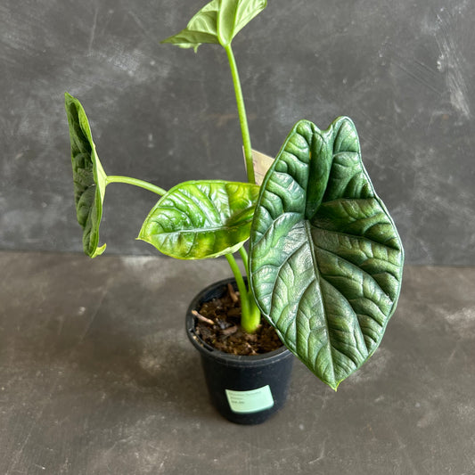 Alocasia Sinuata 90mm