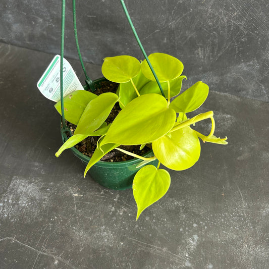 Heartleaf Philodendron 140mm