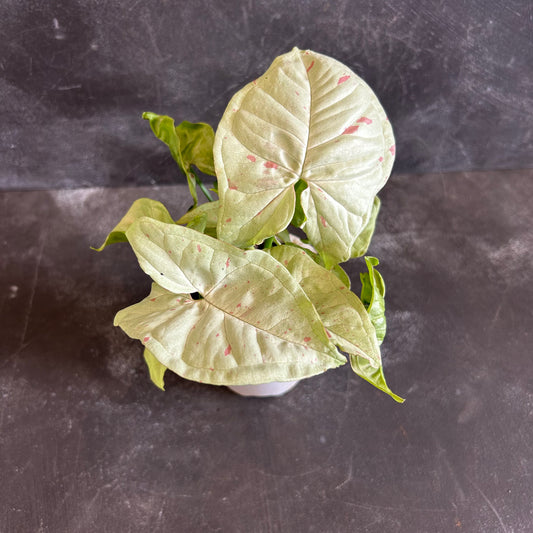 Syngonium Confetti 90mm