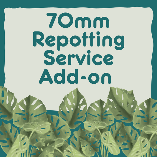 70mm Repotting Service Add-On