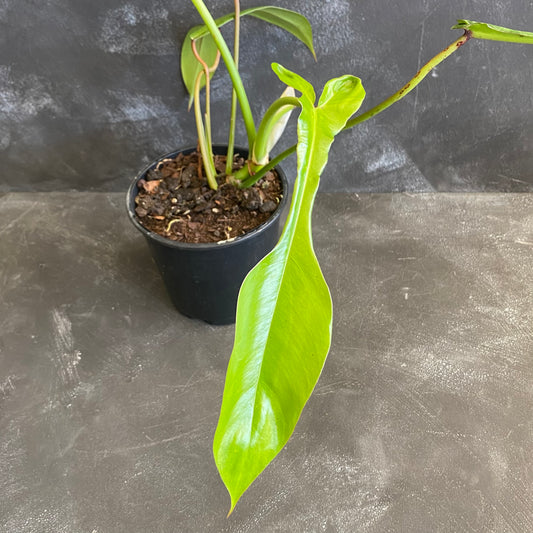 Philodendron Joepii 130mm