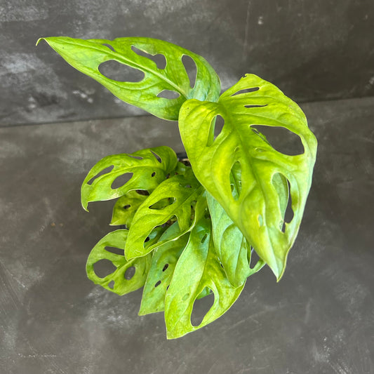 Monstera Adansonii Monkey Mask 130mm