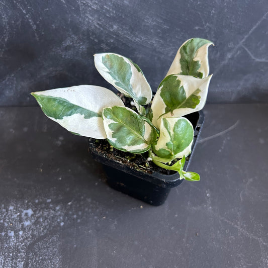 Snow Queen Pothos 70mm