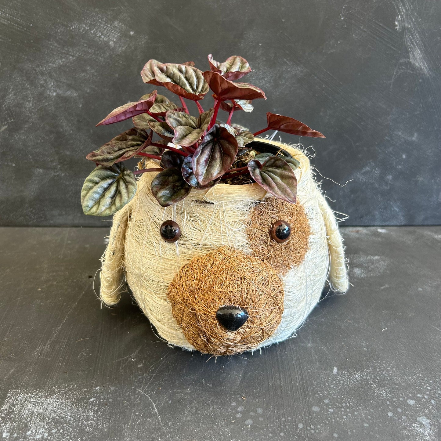 Dog Husk Planter 10cm
