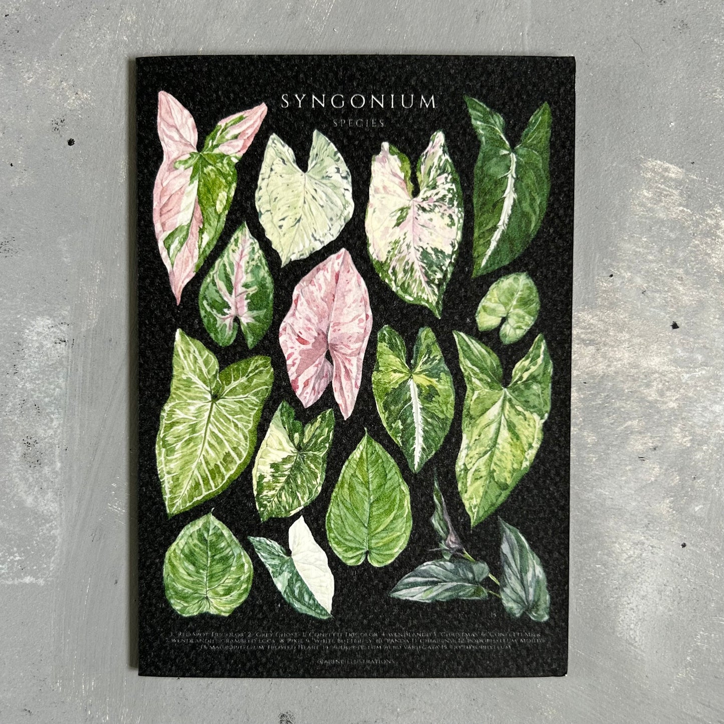 Syngonium Species Card/A6 Mini Poster