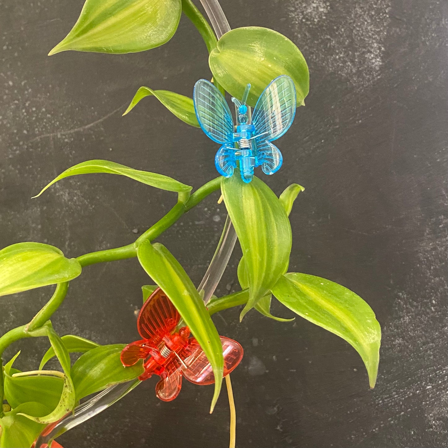 Rainbow Butterfly Plant Clips 10pk