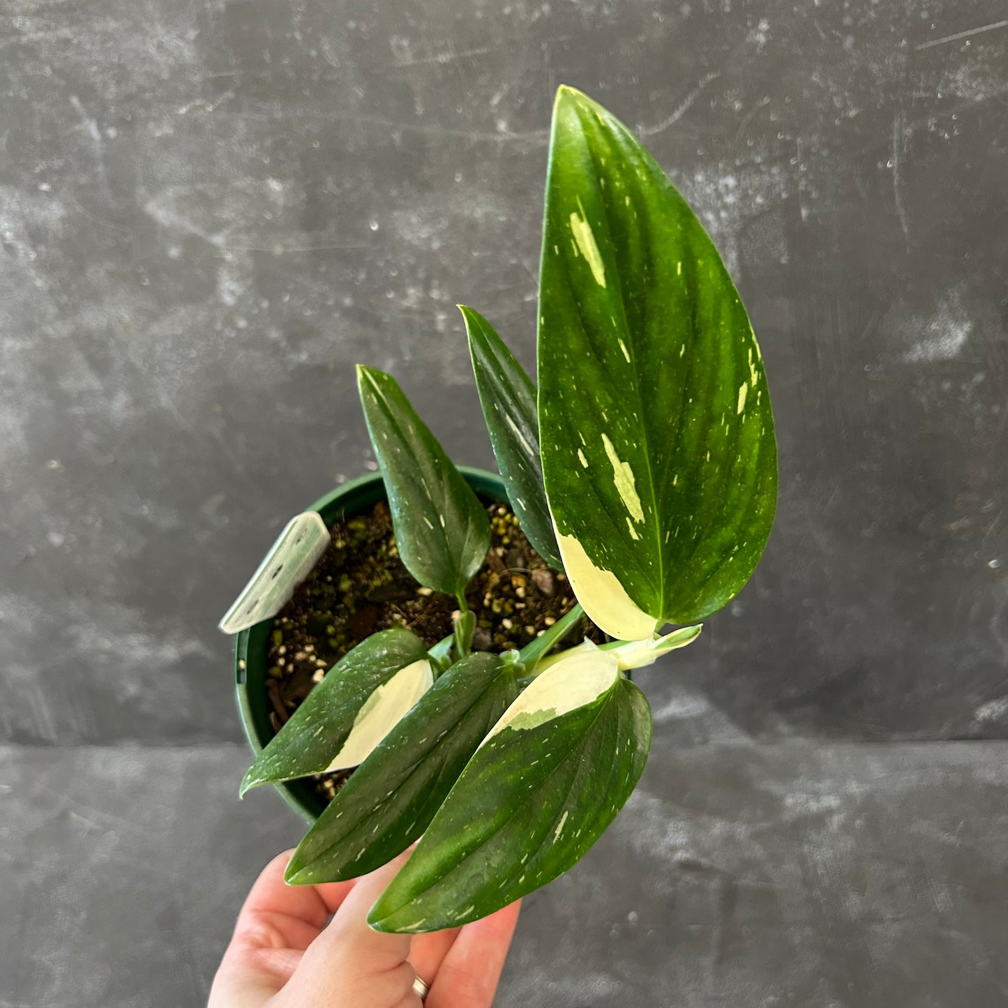 Monstera Standleyana Variegated 140mm