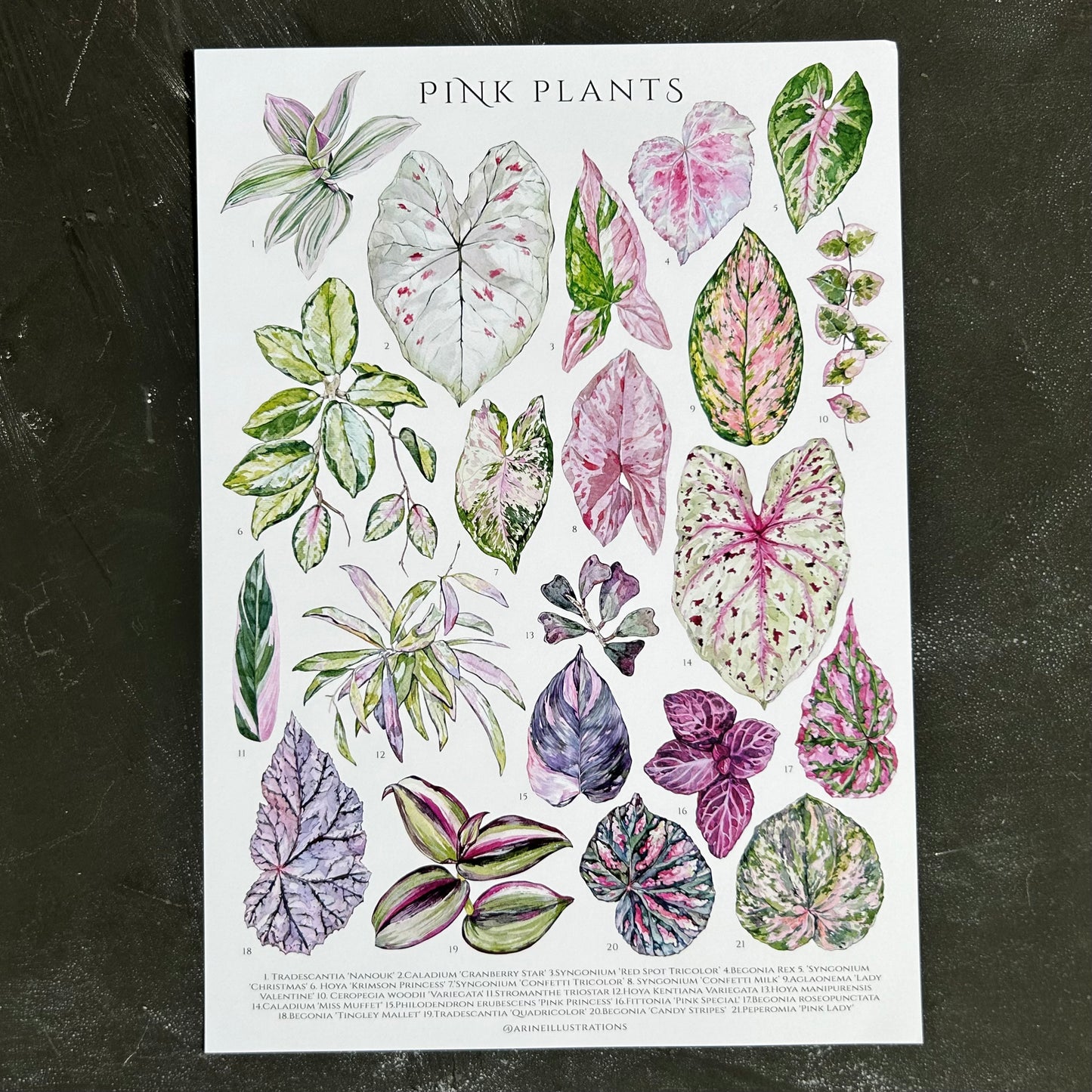 Pink Plants A4 Print