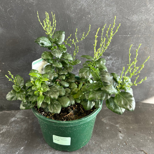 Pilea Bathroom Bubbles 140mm