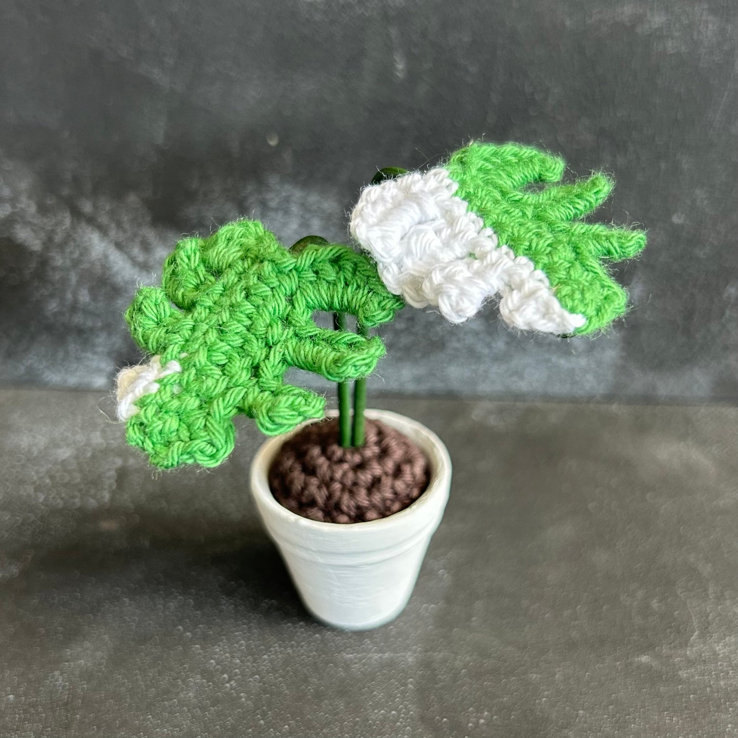 Small Crocheted Variegated Monstera