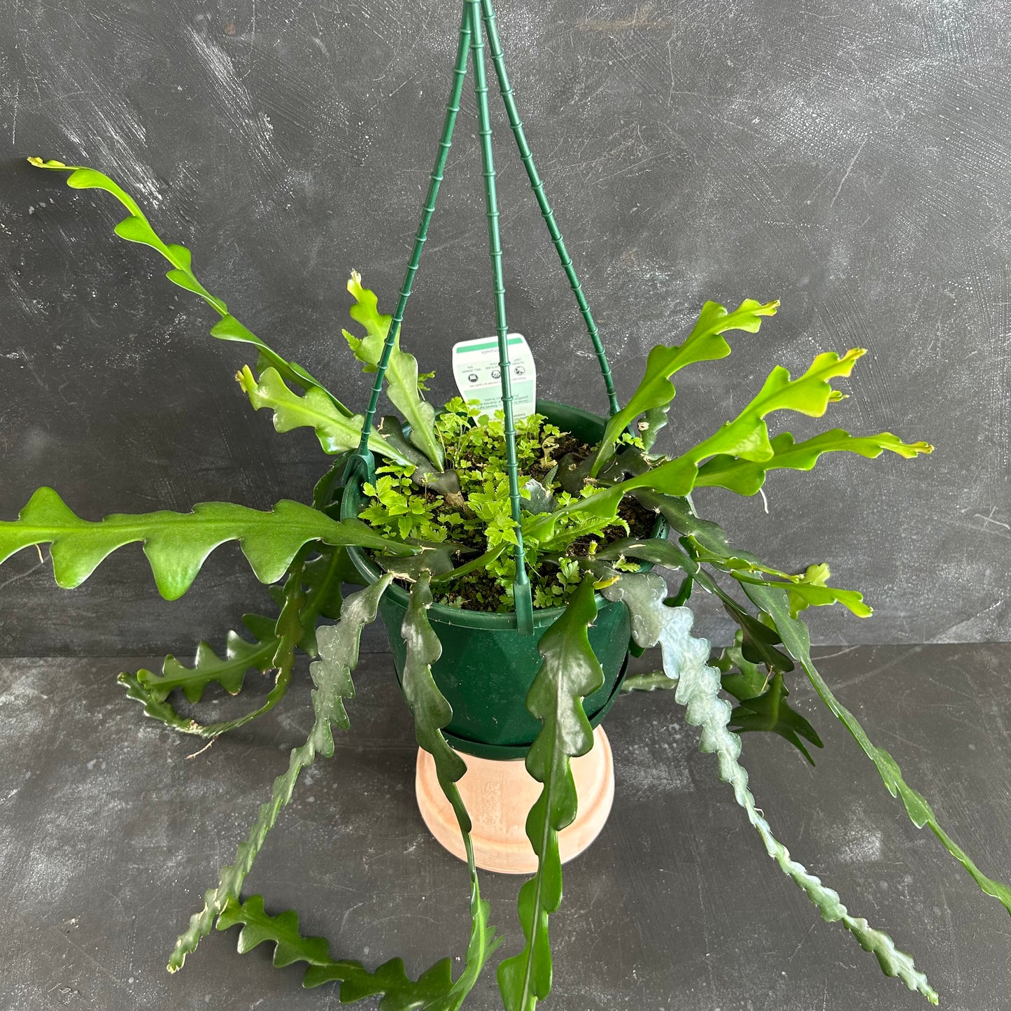 ZigZag Cactus 170mm