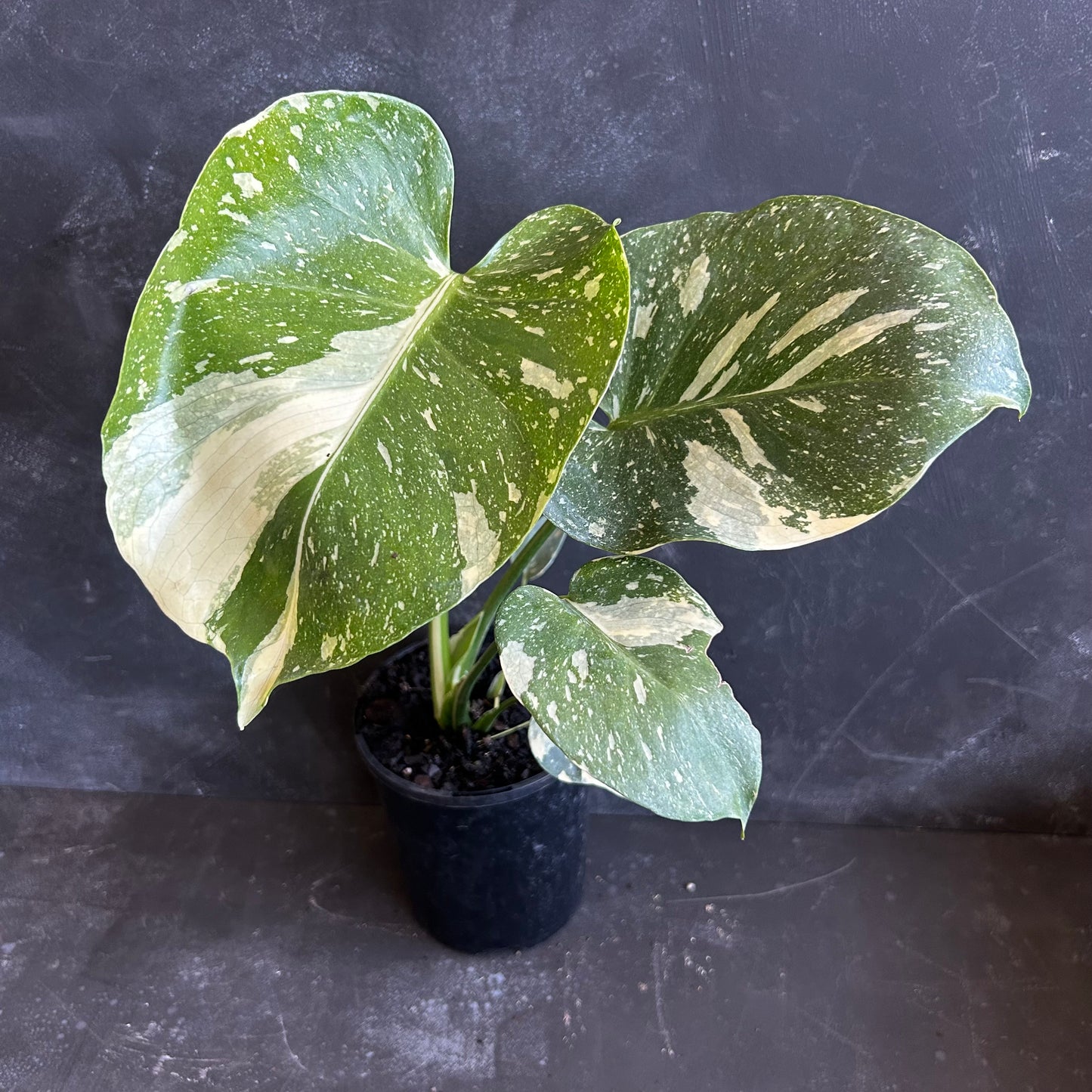 Monstera Thai Constellation 125mm