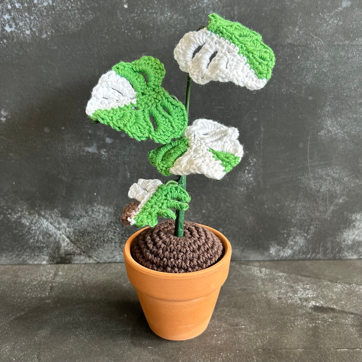 Large Crocheted Variegated Monstera