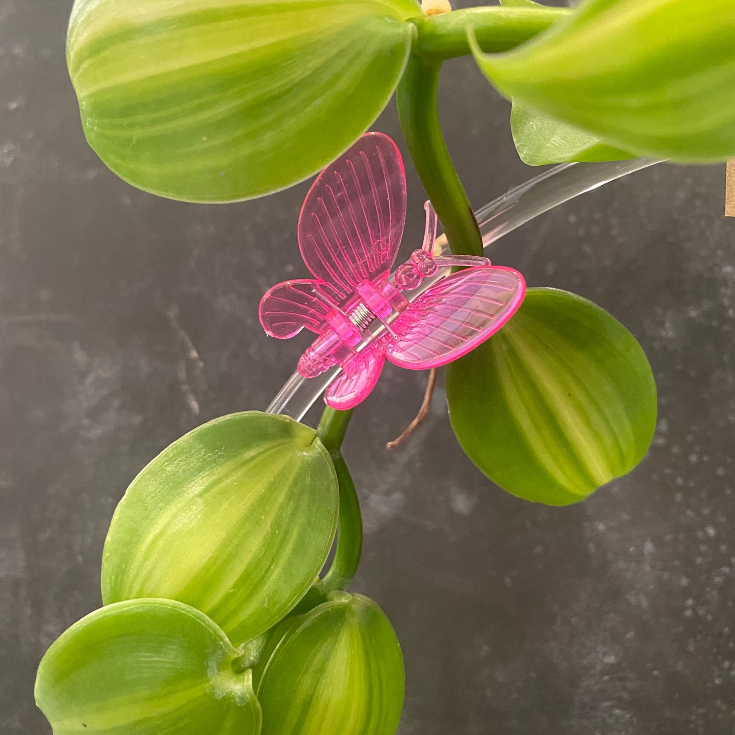 Rainbow Butterfly Plant Clips 10pk