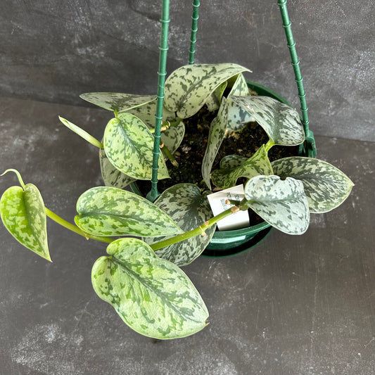 Scindapsus Pictus Silver Lady 170mm
