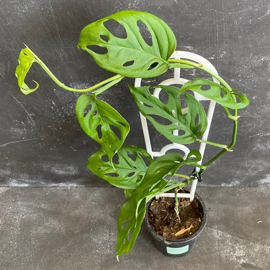 Monstera Adansonii 90mm
