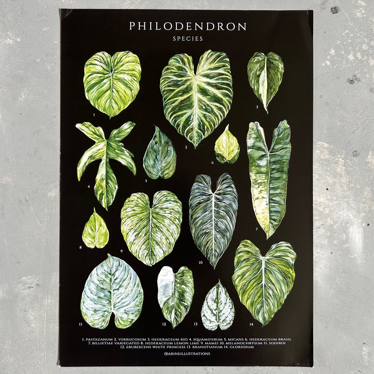 Philodendron Species Print (A4 & A5)