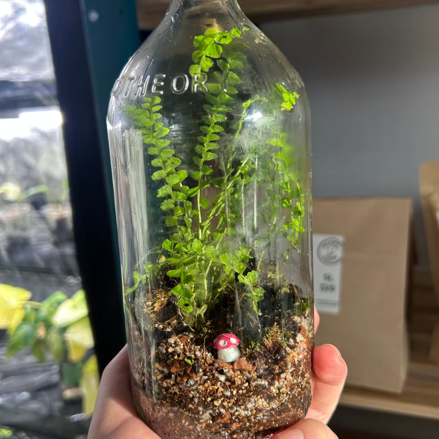 Trusty Terrarium Mix