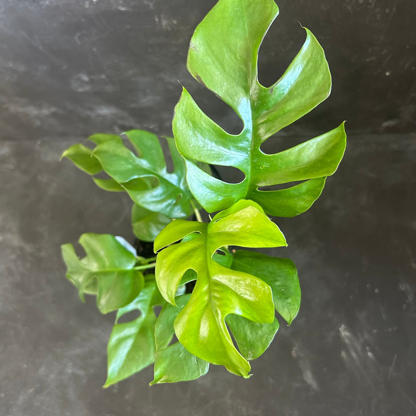 Rhaphidophora Tetrasperma 130mm