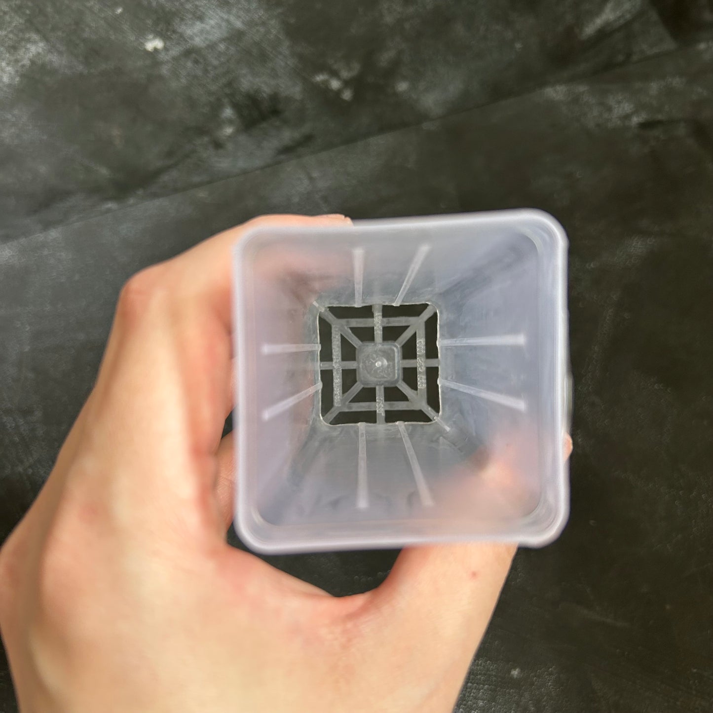 Clear Nursery Tube Pot - 50mm