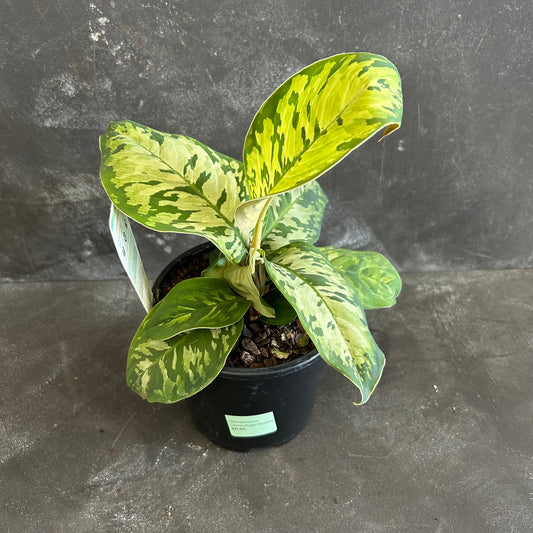 Homalomena Camouflage 130mm