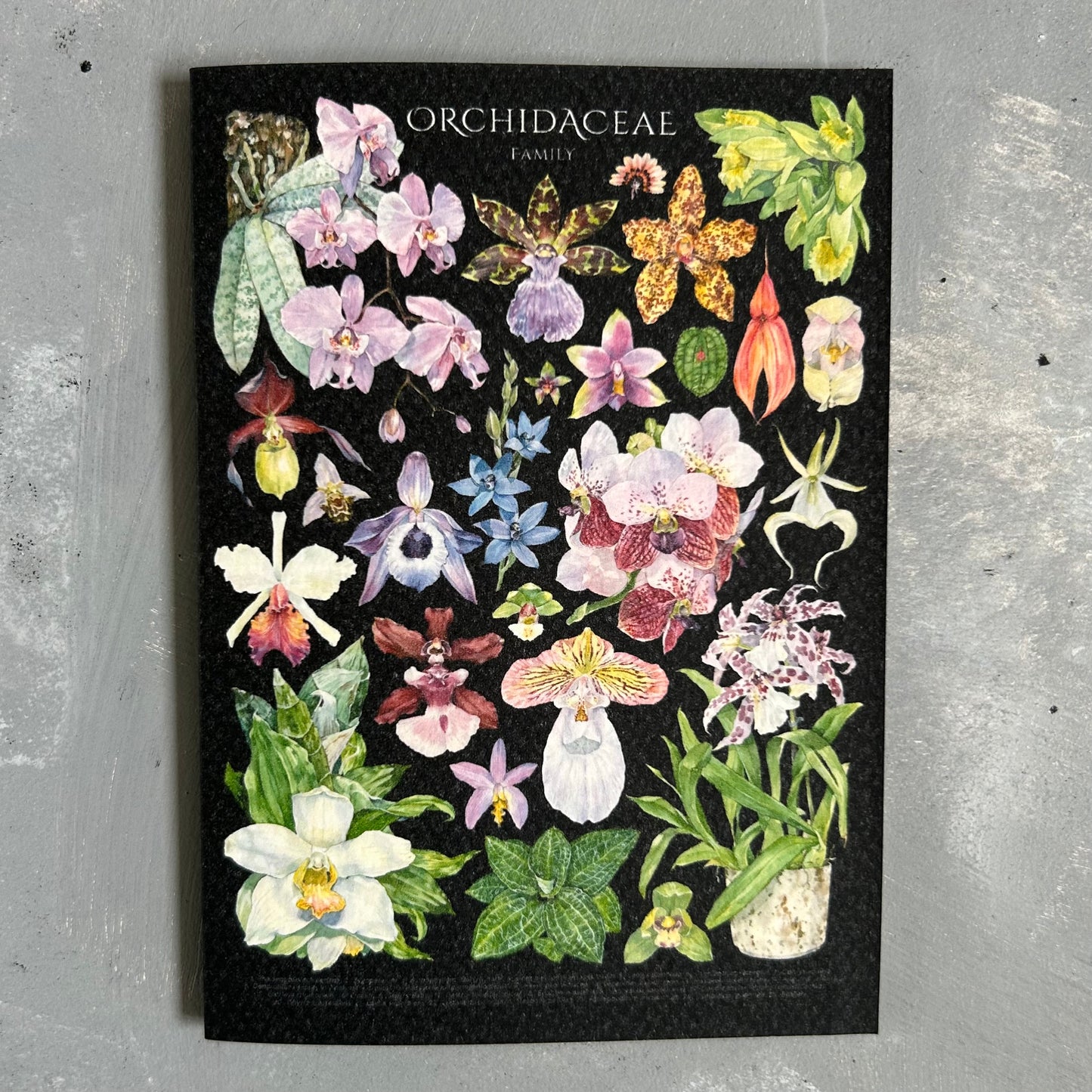 Orchid Species Card/A6 Mini Poster
