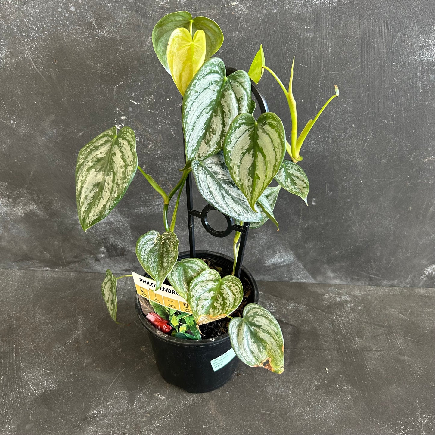 Philodendron Brandtianum 130mm