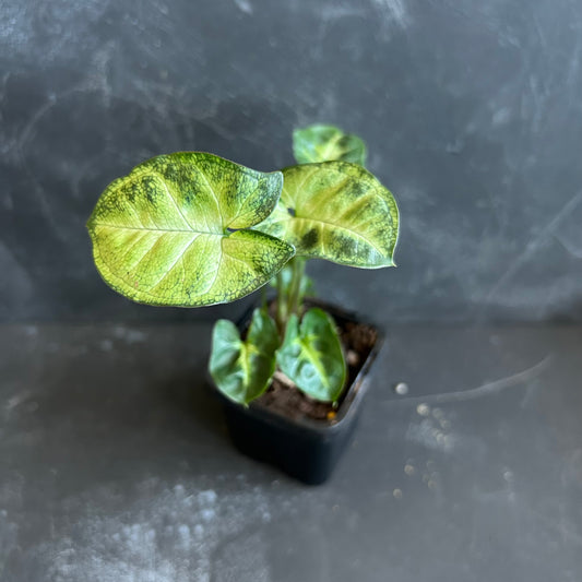 Syngonium Lemon and Lime 70mm