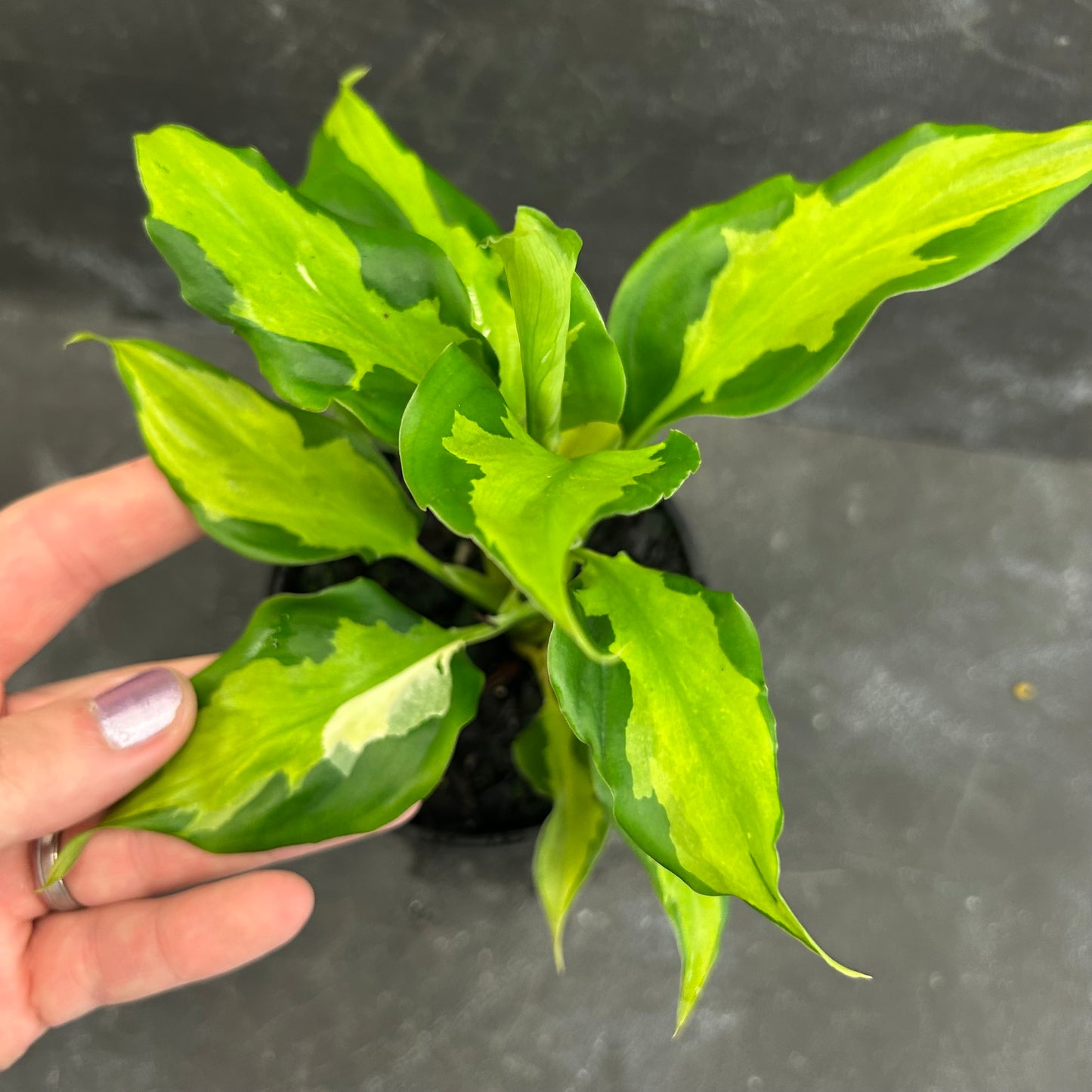 Aglaonema Shingii 125mm