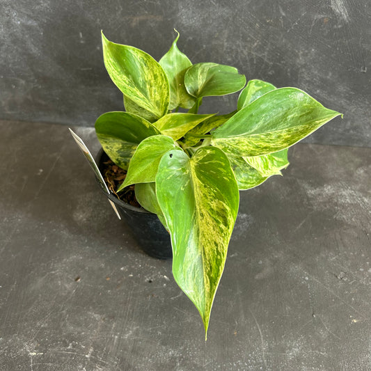 Philodendron Heartleaf Variegated 130mm