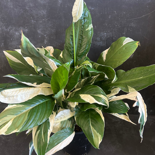 Picasso Peace Lily 175mm