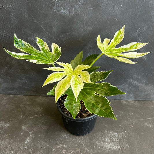 Fatsia Japonica Spider's Web 130mm