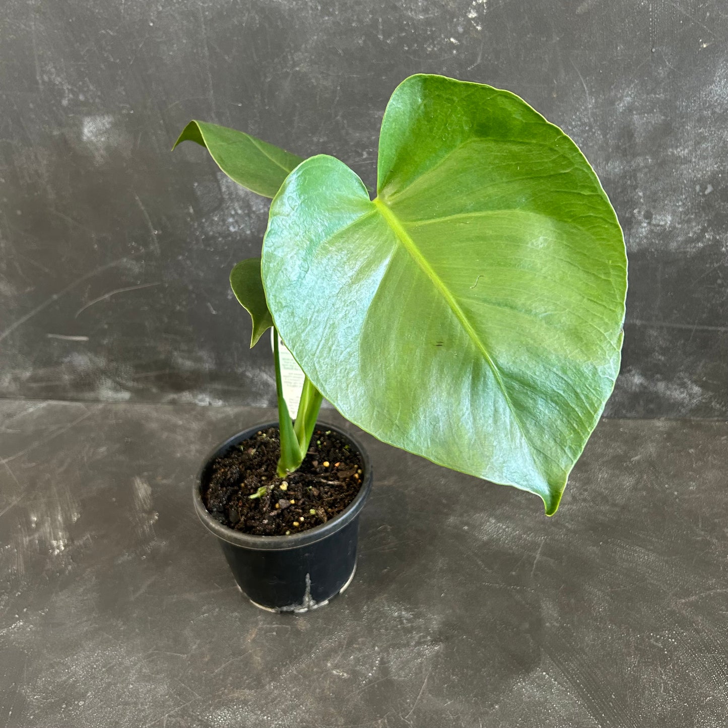 Monstera Deliciosa 130mm