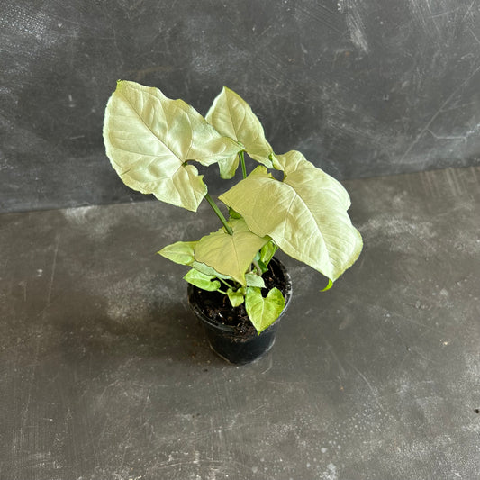 Syngonium Snow White 90mm