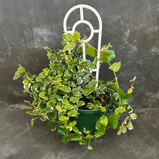 Ficus Pumila Ice Caps 140m