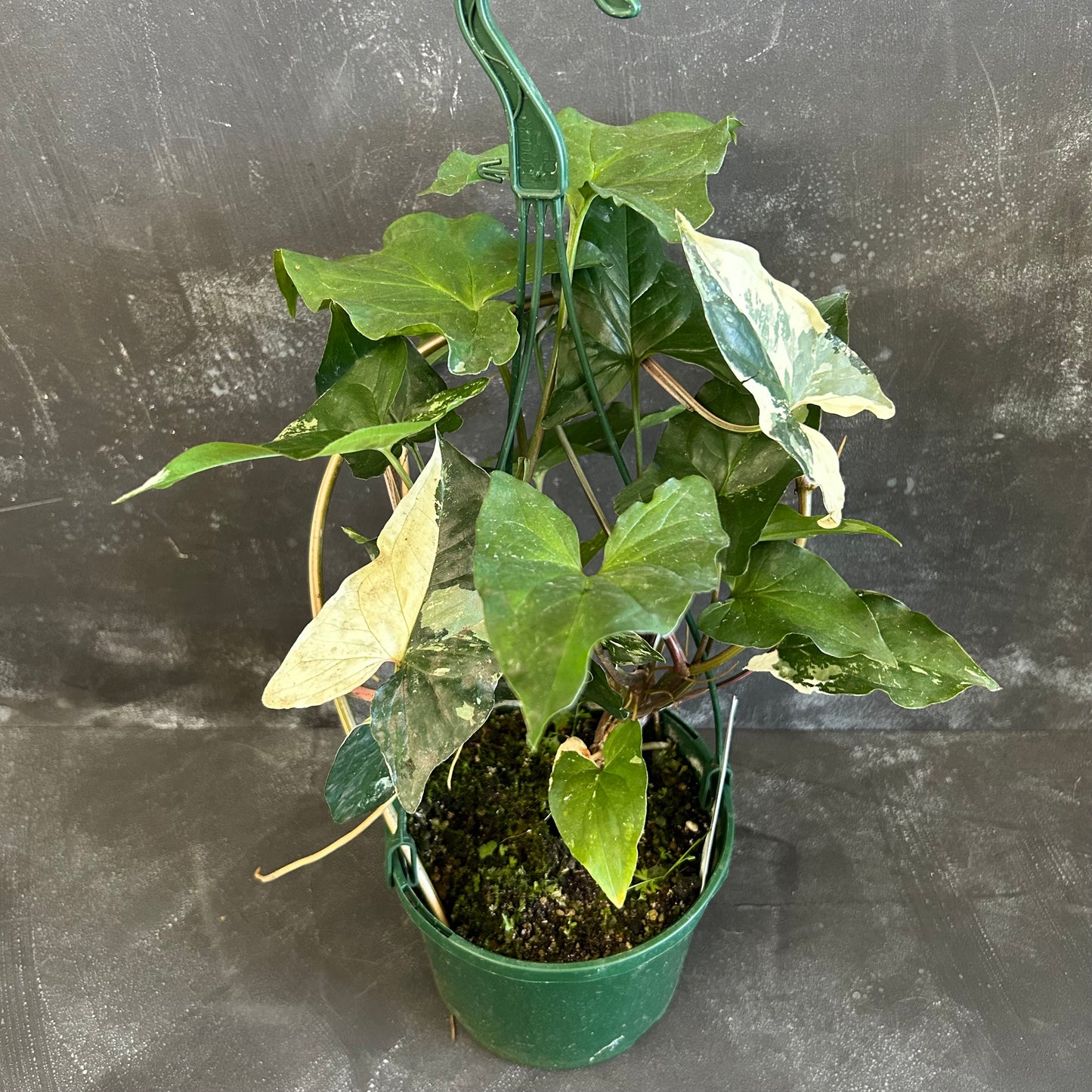 Syngonium Fantasy 140mm