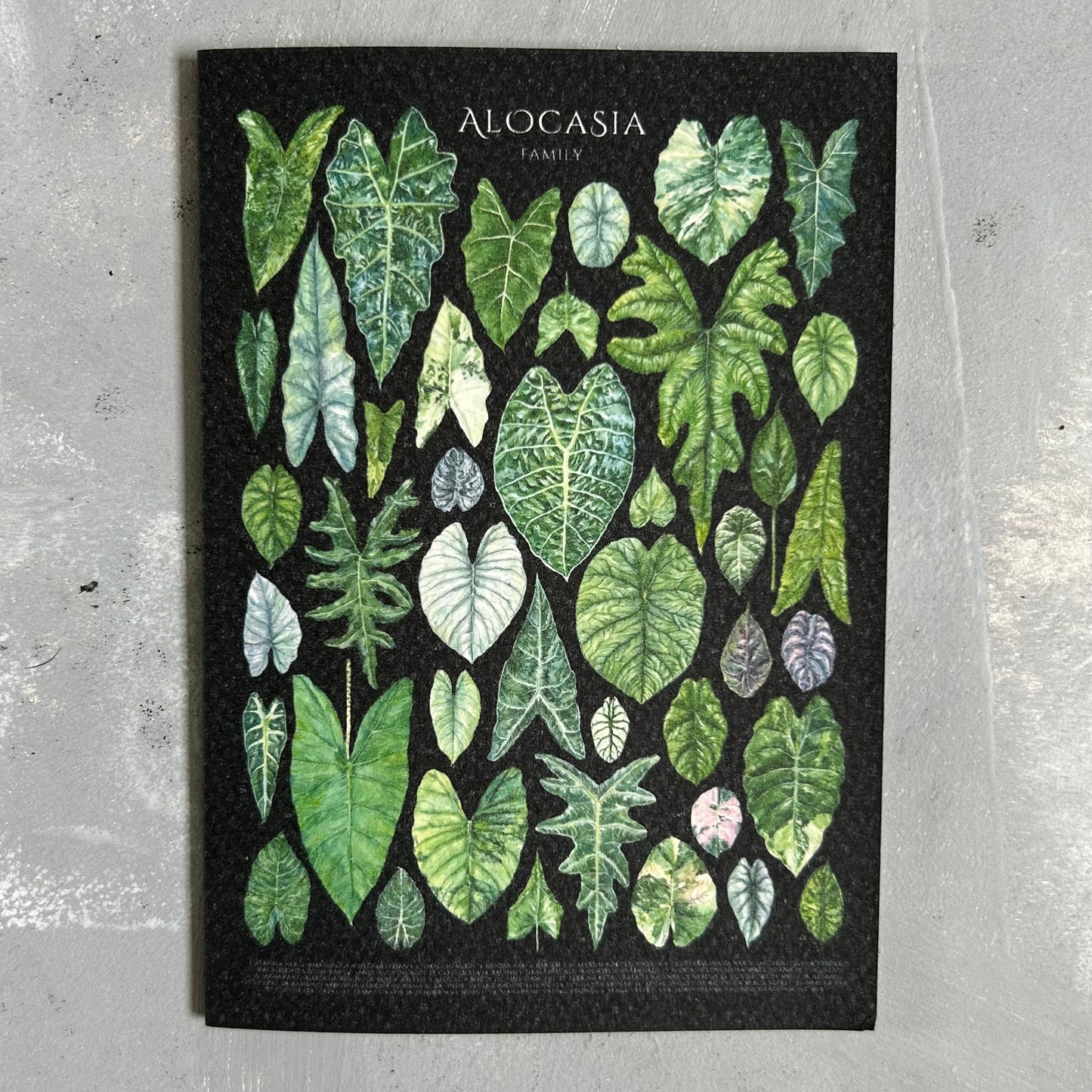 Alocasia Species Card/A6 Mini Poster