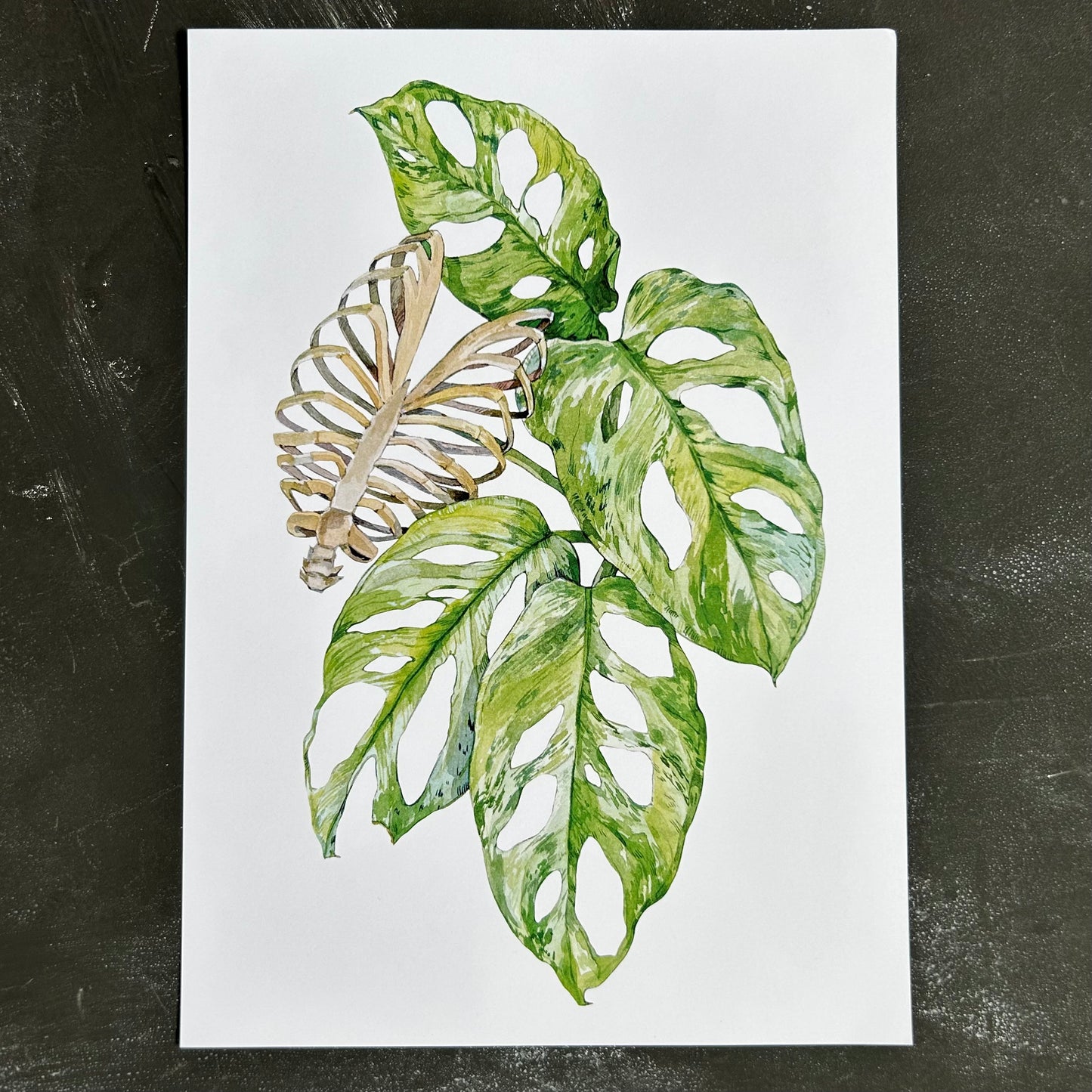 Monstera Mint with Ribs A4 Print