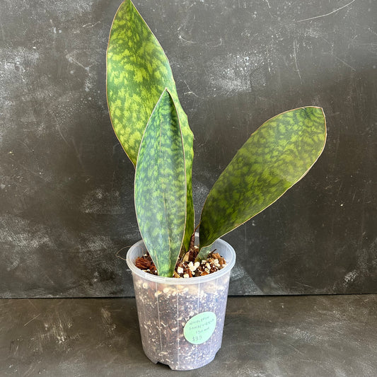 Whale Fin Sansevieria 150mm