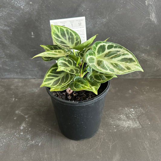 Anthurium Crystallinum Dorayaki 125mm