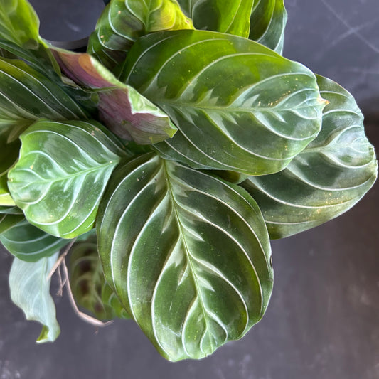 Maranta Kerchoviana Cat Moustache 125mm