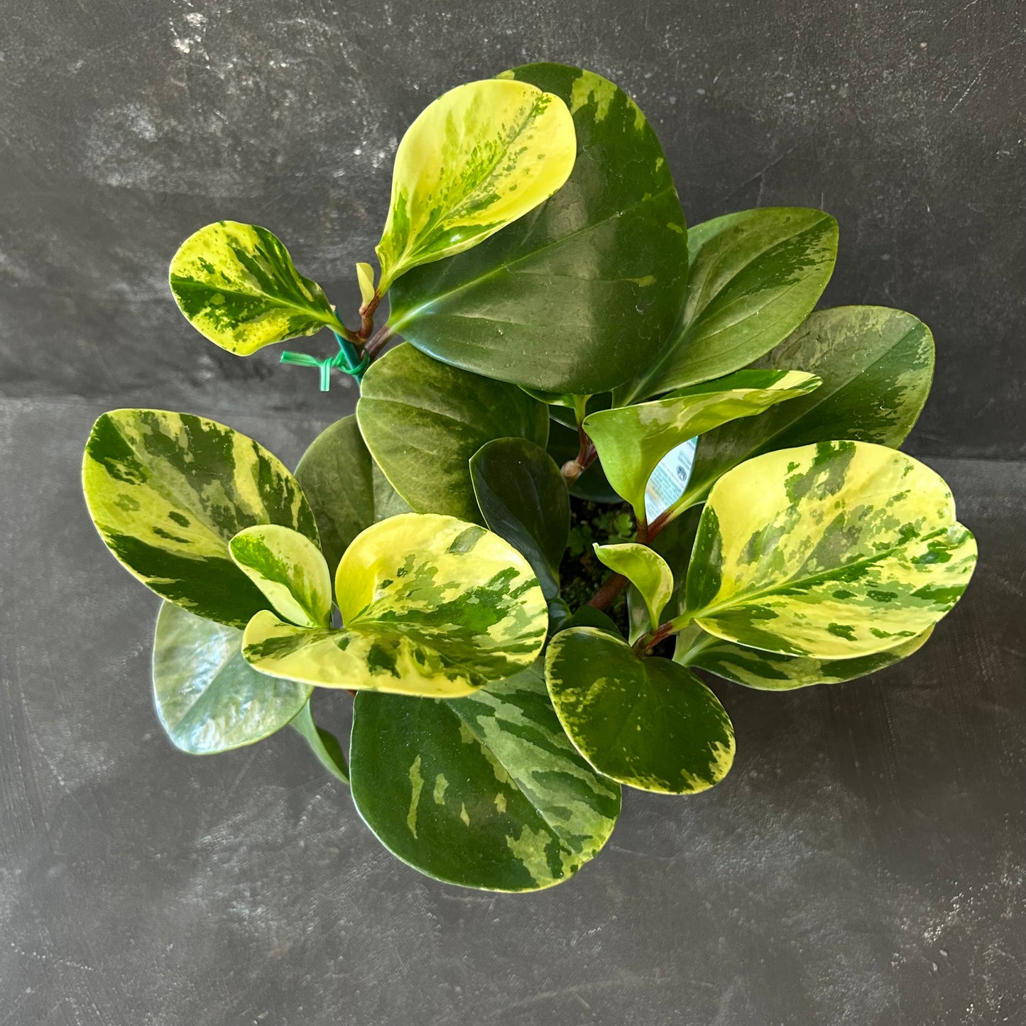 Peperomia Obtusifolia Variegated 140mm