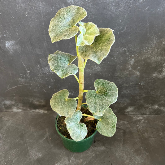 Begonia Venosa 140mm