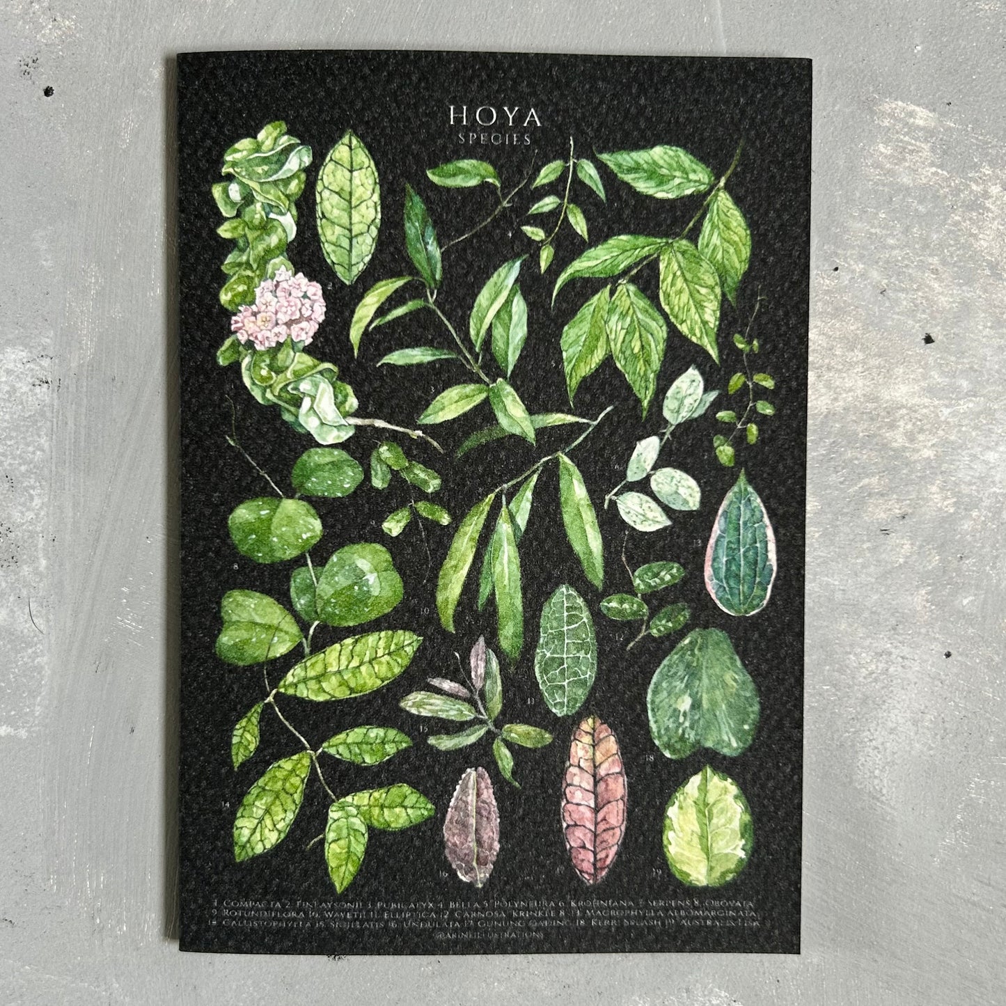 Hoya Species Card/A6 Mini Poster