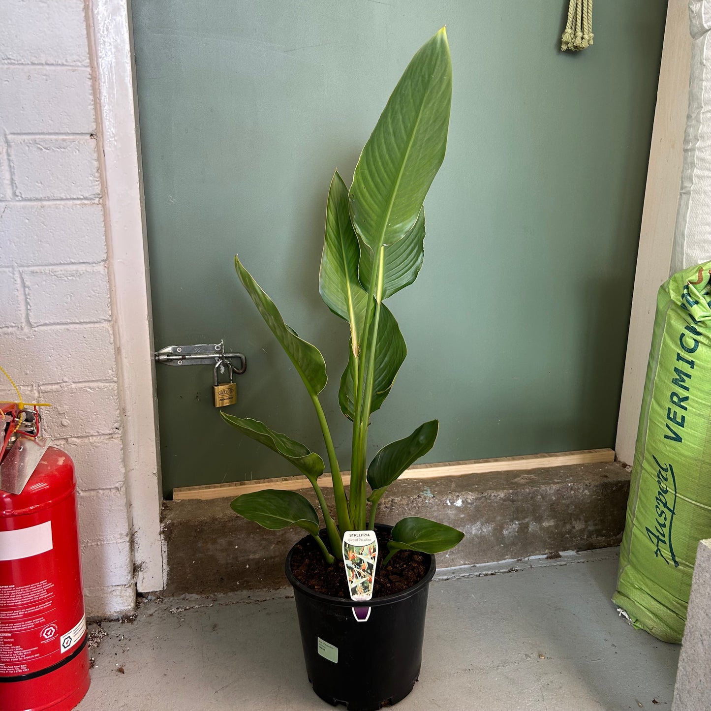 Bird of Paradise 200mm