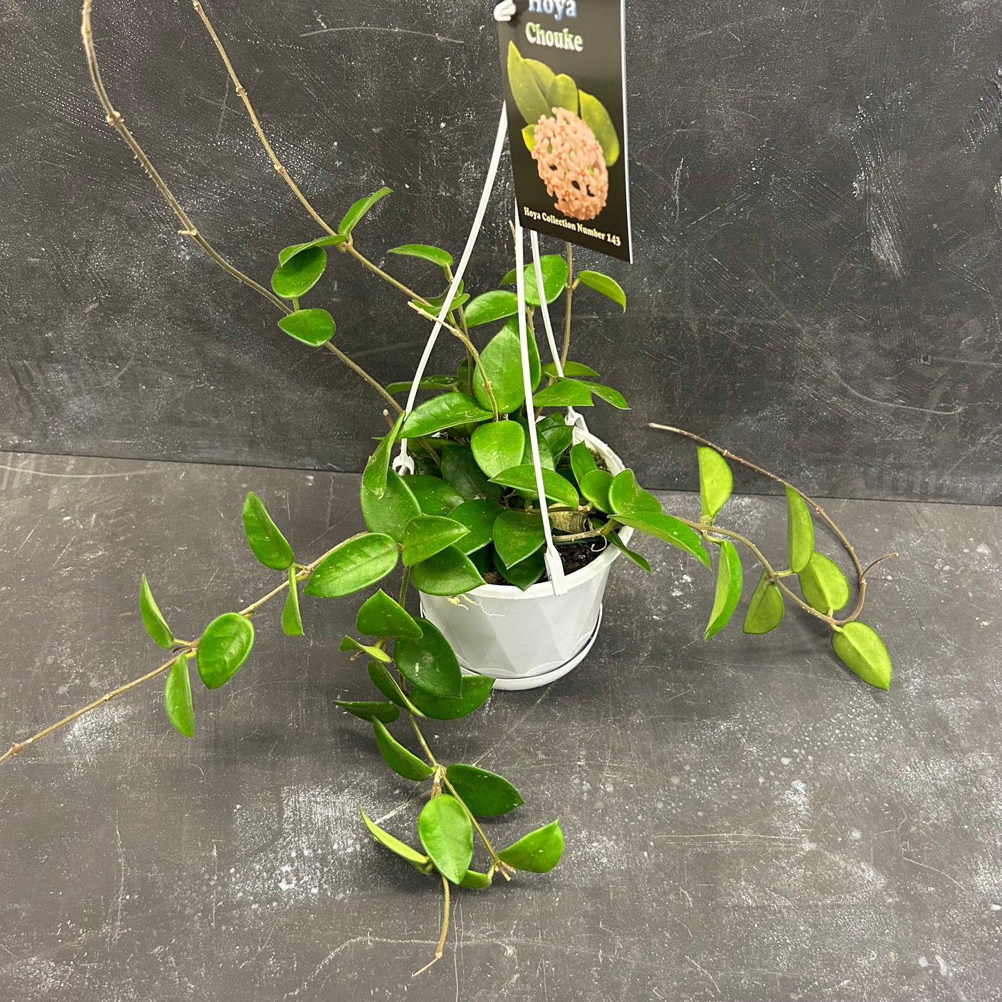 Hoya Chouke 130mm