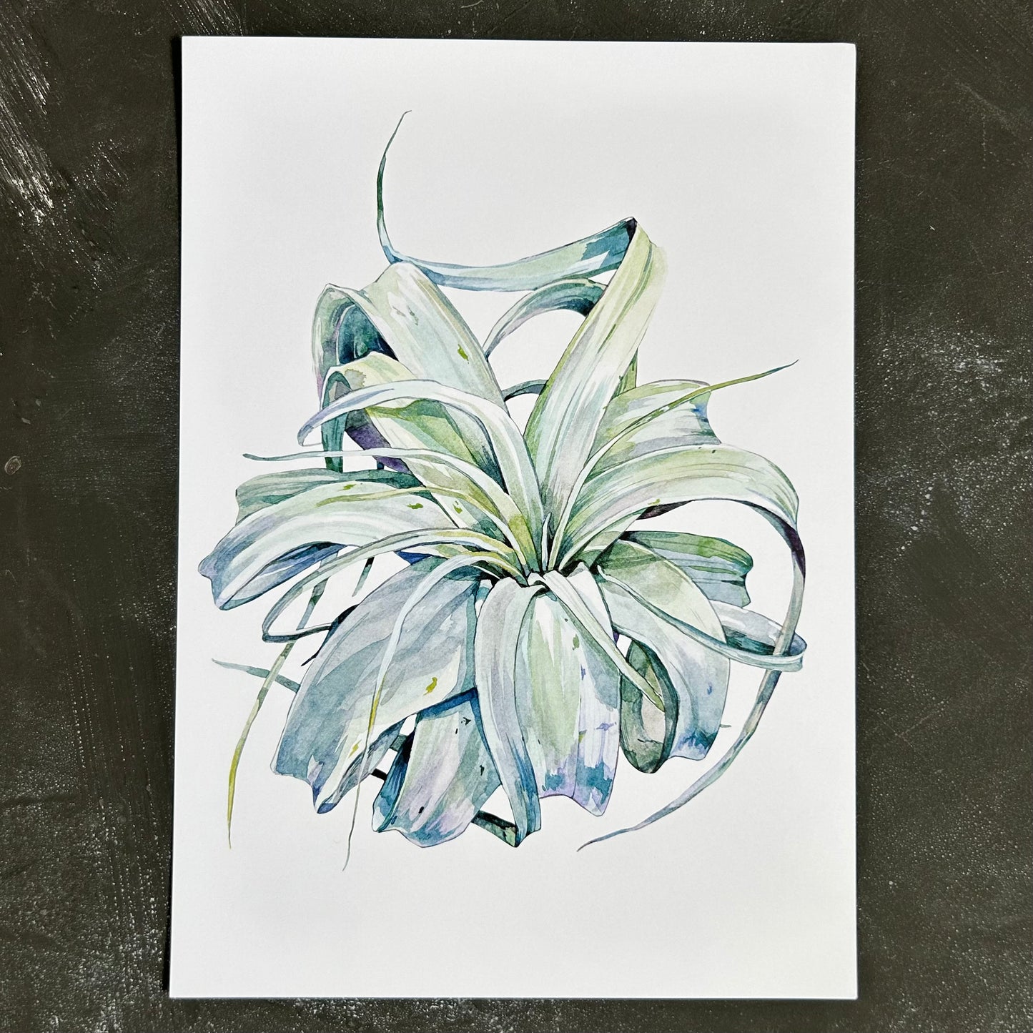 Tillandsia Xerographica A4 Print