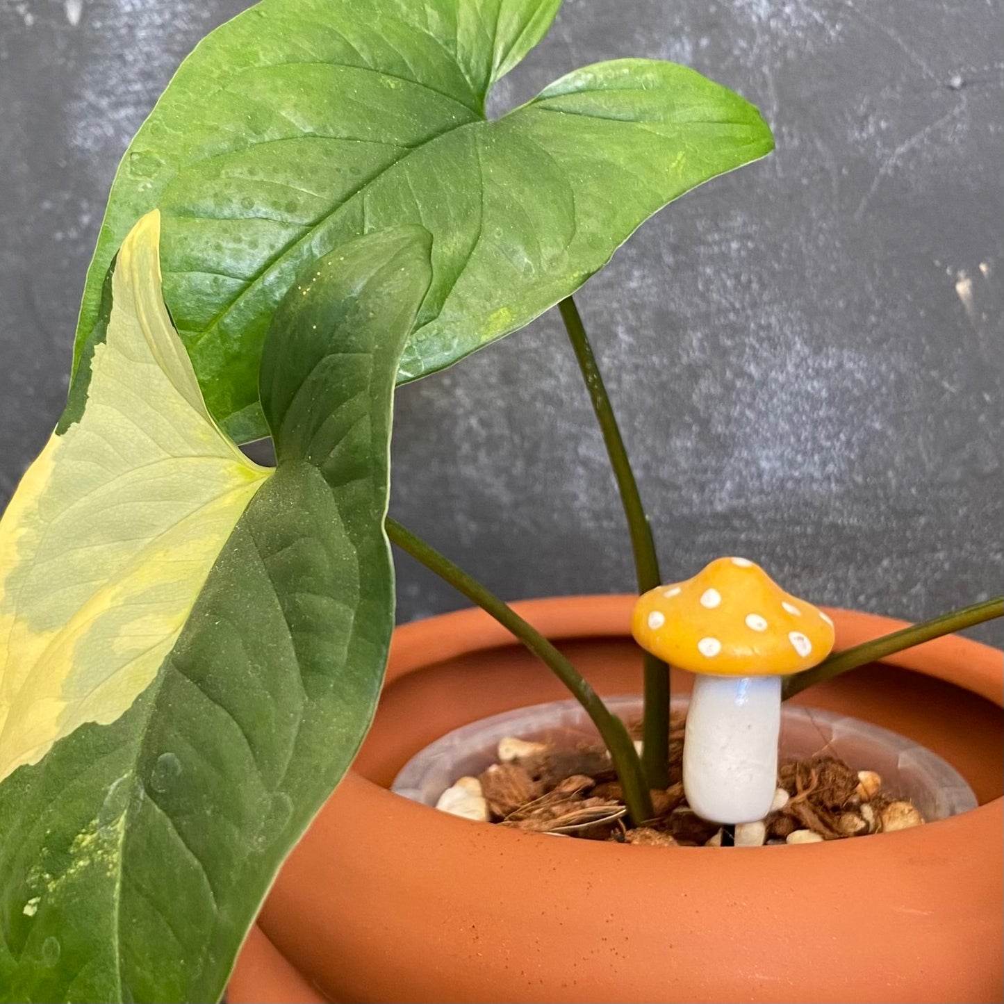 Planti Pot Peep - Shroomie