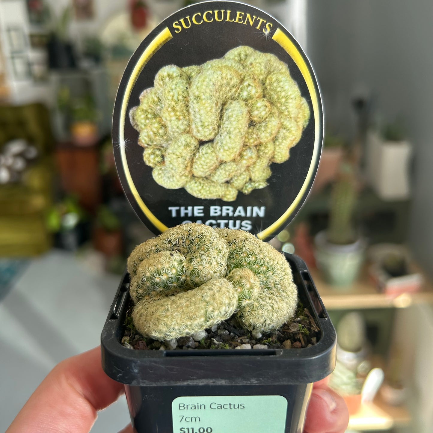 Brain Cactus 7cm